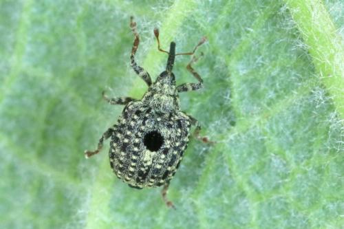 Cionus hortulanus
